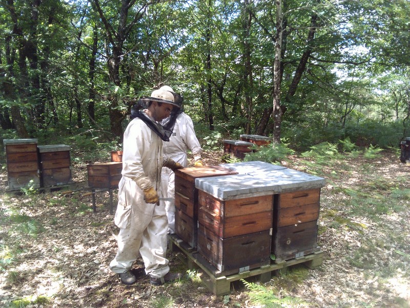Visite des ruches au printemps